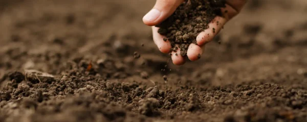 Conseiller agronomique examinant un échantillon de sol accroupi dans une parcelle céréalière