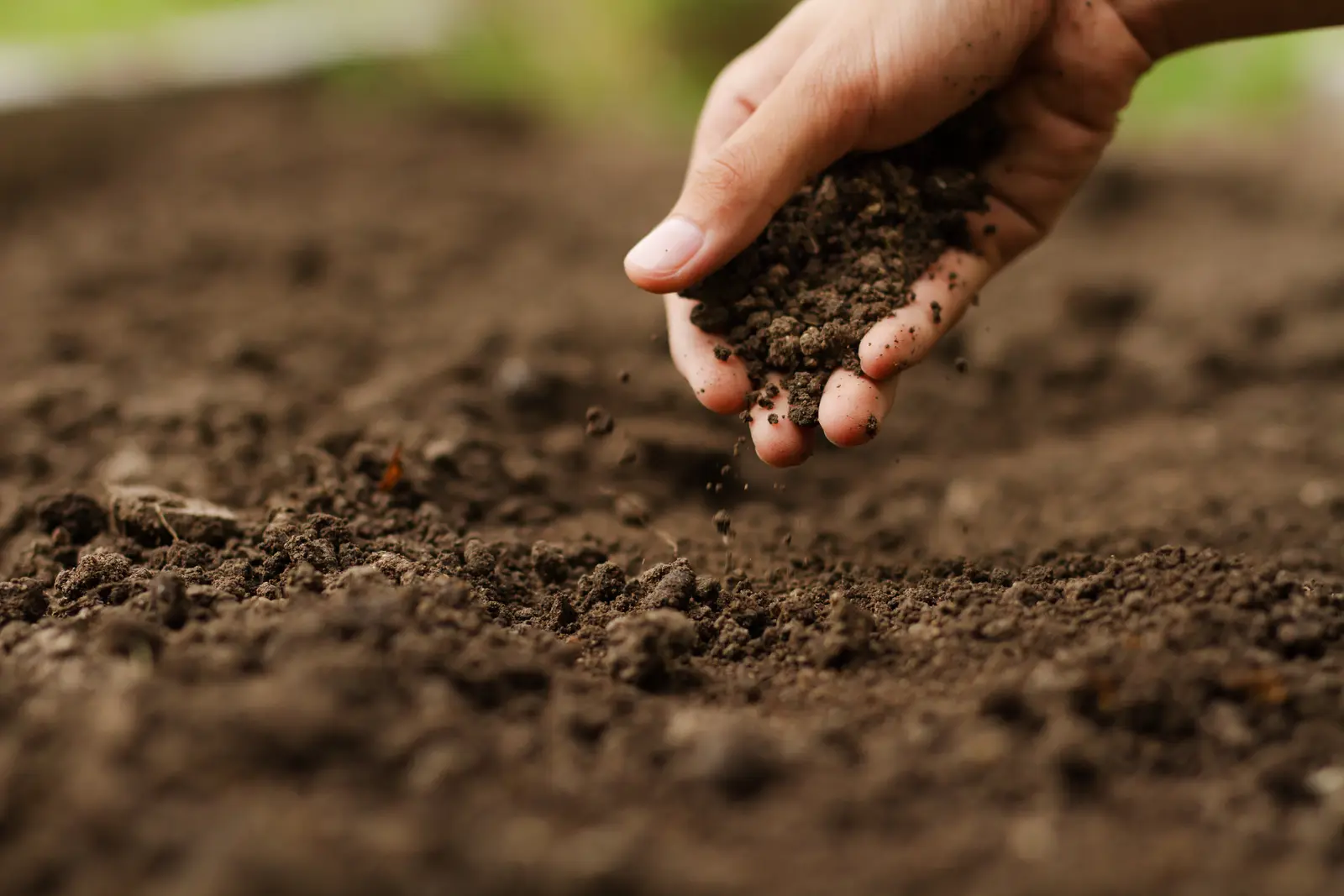 Conseiller agronomique examinant un échantillon de sol accroupi dans une parcelle céréalière
